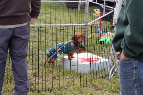 painting pony at the point to point races