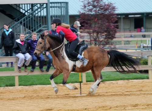 chesapeake boomerang competes in mounted games