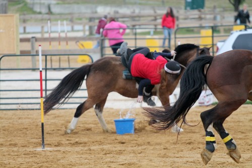 chesapeake boomerang competes in mounted games