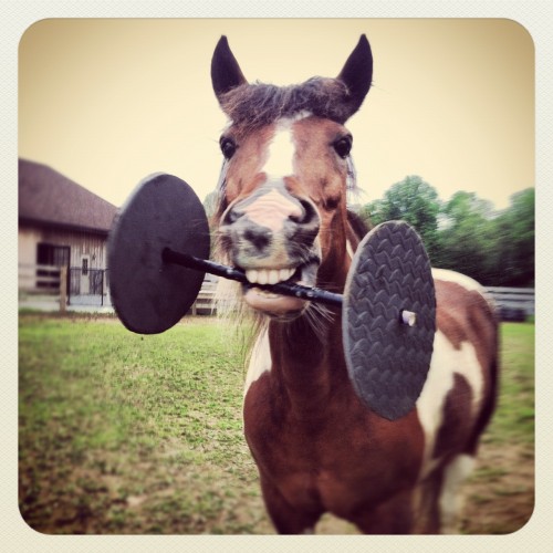 minnow the workout pony