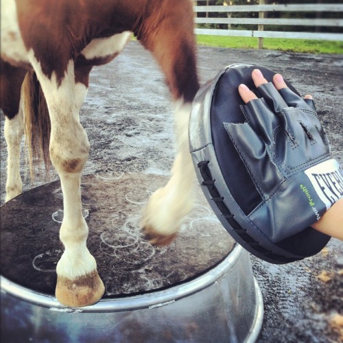 workout pony