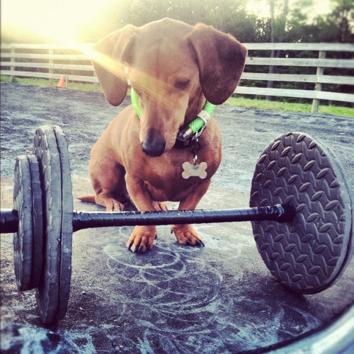 workout puppy