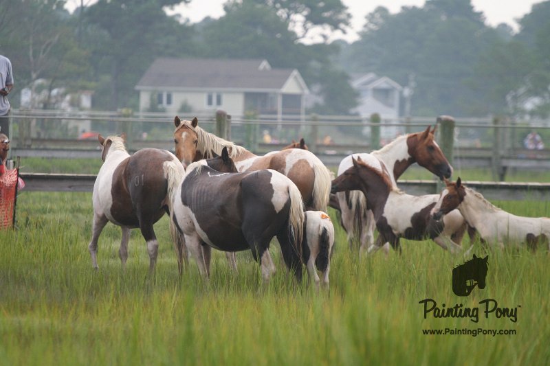 ponypenning08_103.JPG