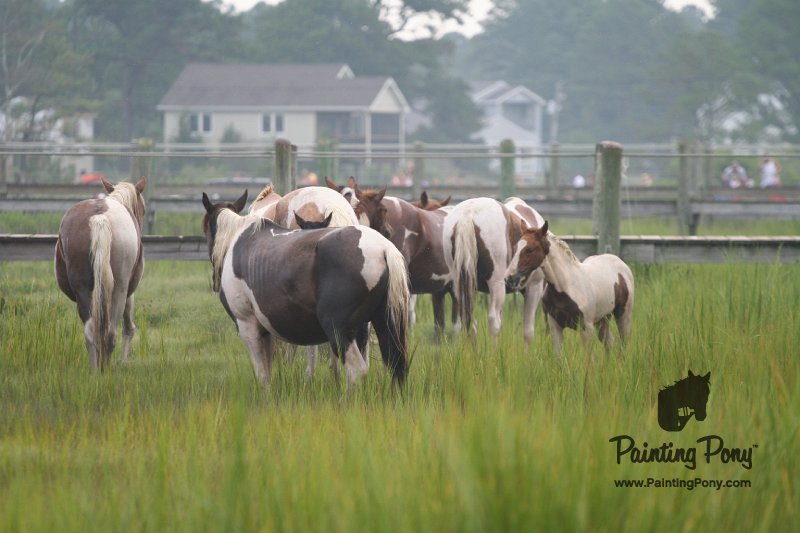 ponypenning08_104.JPG