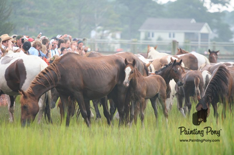 ponypenning08_109.JPG