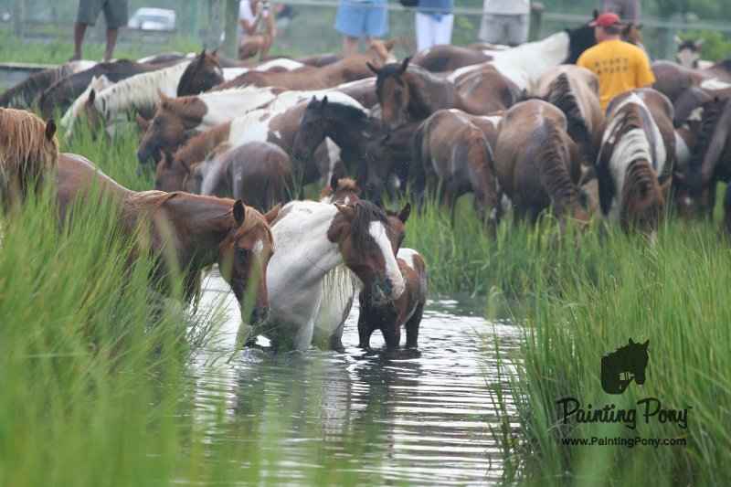 ponypenning08_114.JPG