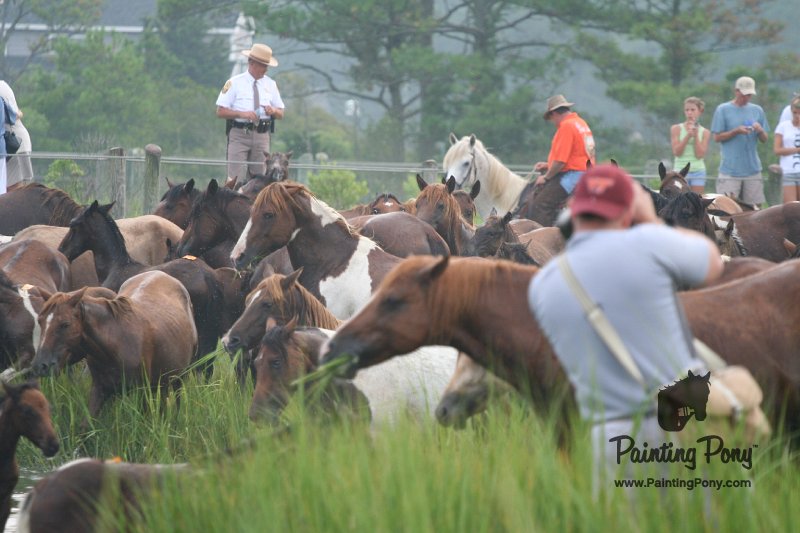 ponypenning08_116.JPG