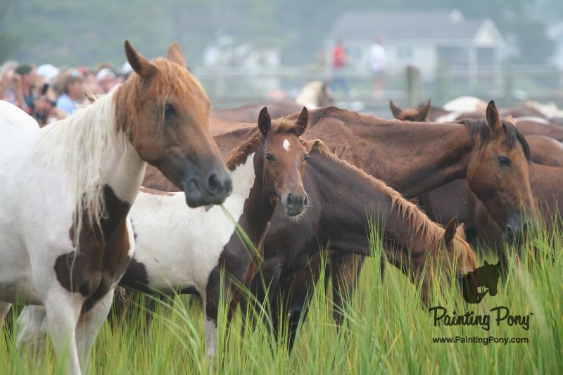 ponypenning08_118.JPG