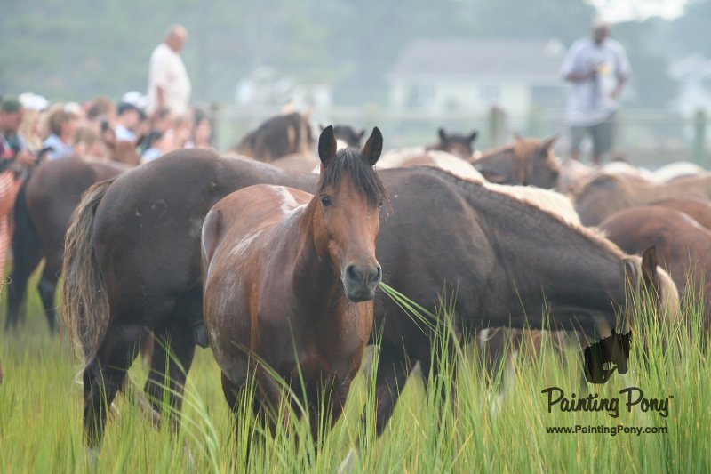 ponypenning08_119.JPG