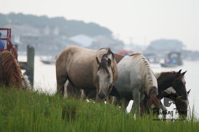 ponypenning08_121.JPG