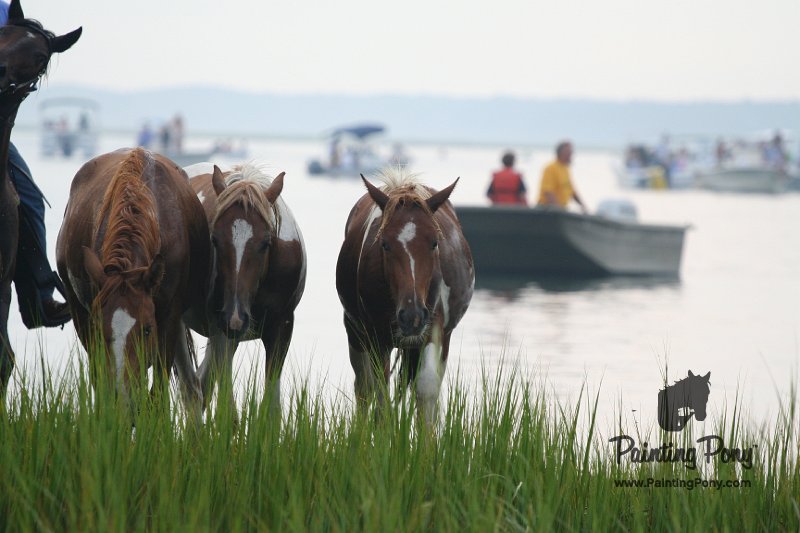 ponypenning08_122.JPG