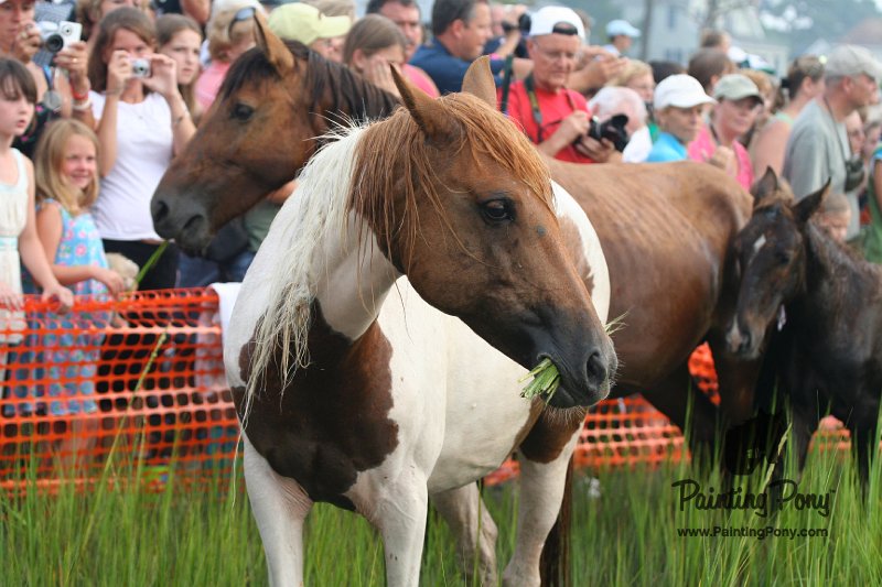 ponypenning08_124.JPG