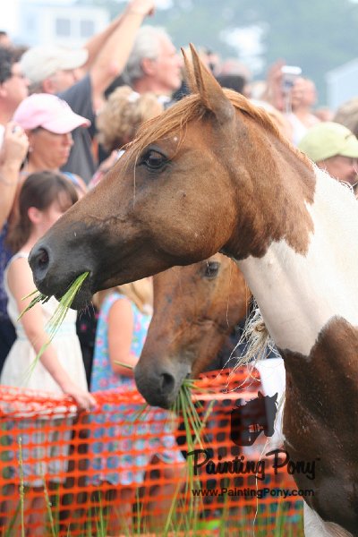 ponypenning08_125.JPG