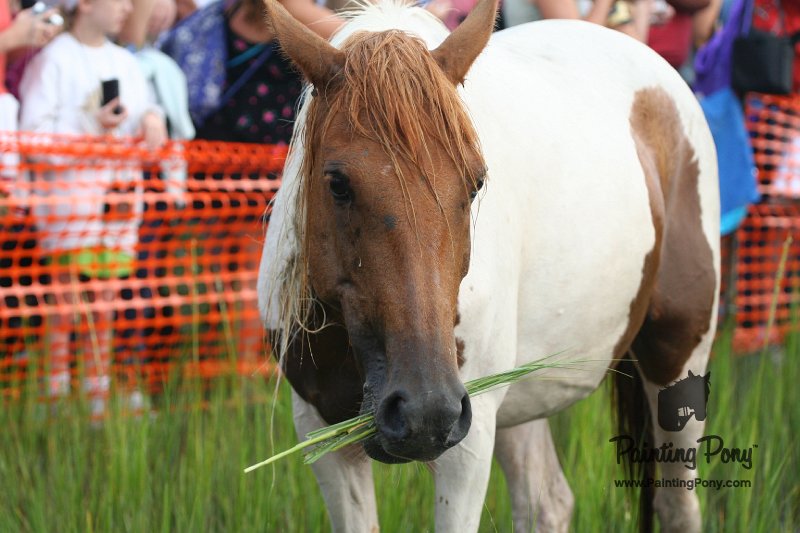 ponypenning08_127.JPG