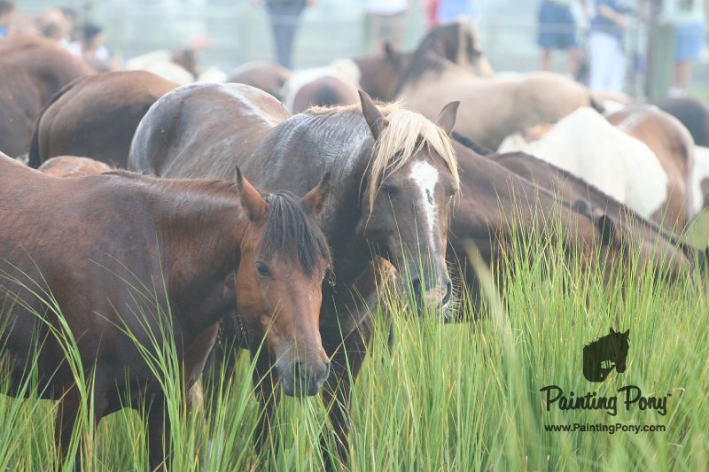 ponypenning08_128.JPG