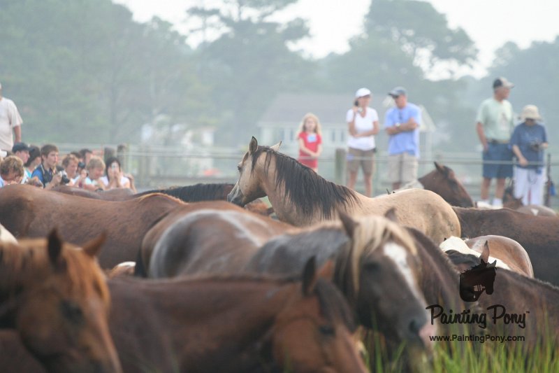 ponypenning08_129.JPG