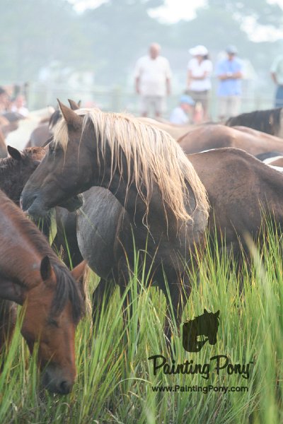 ponypenning08_131.JPG