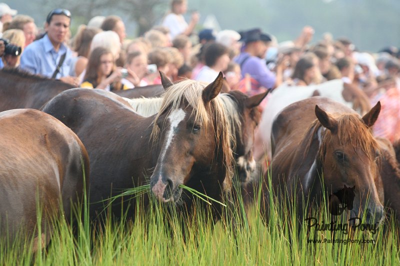 ponypenning08_133.JPG