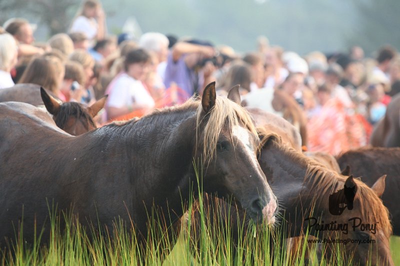 ponypenning08_134.JPG