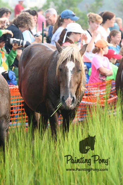 ponypenning08_136.JPG