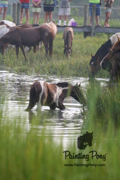 ponypenning08_137.JPG