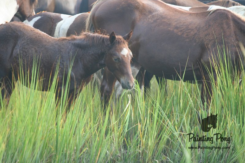 ponypenning08_138.JPG