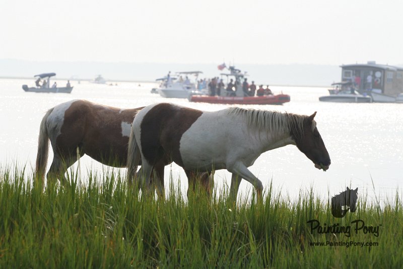 ponypenning08_139.JPG