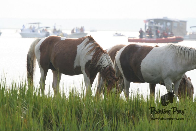 ponypenning08_140.JPG