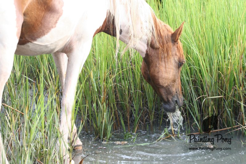ponypenning08_143.JPG