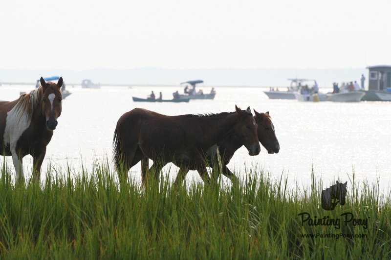 ponypenning08_144.JPG