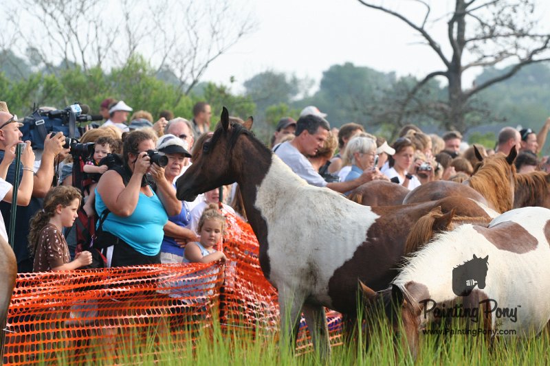 ponypenning08_146.JPG