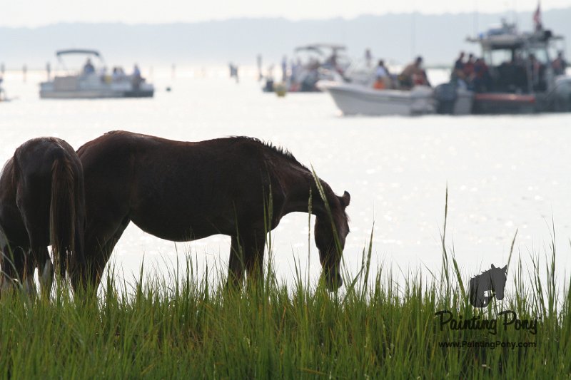 ponypenning08_147.JPG