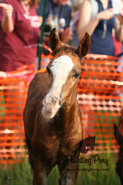 ponypenning08_148.JPG