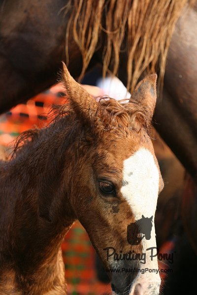 ponypenning08_149.JPG