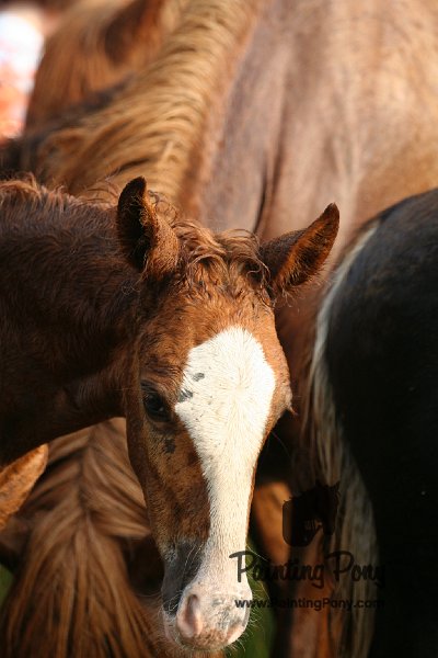 ponypenning08_150.JPG