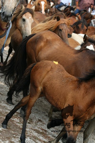 ponypenning08_177.JPG