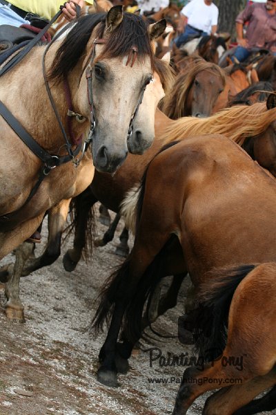 ponypenning08_178.JPG