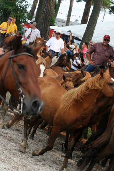ponypenning08_179.JPG