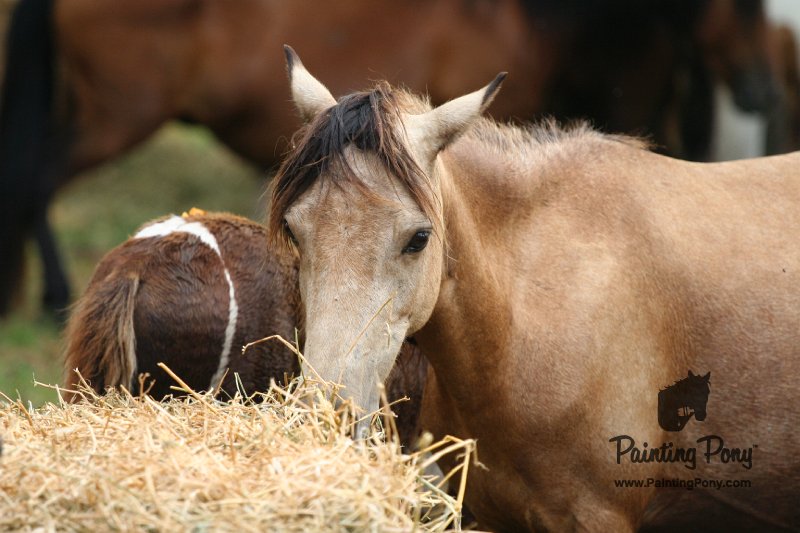ponypenning08_188.JPG