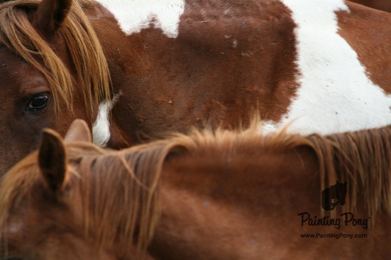 ponypenning08_189.JPG