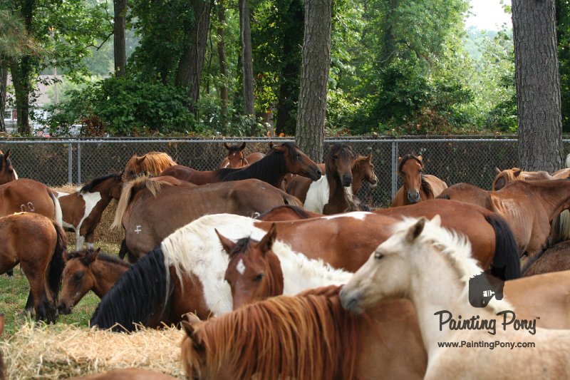 ponypenning08_190.JPG