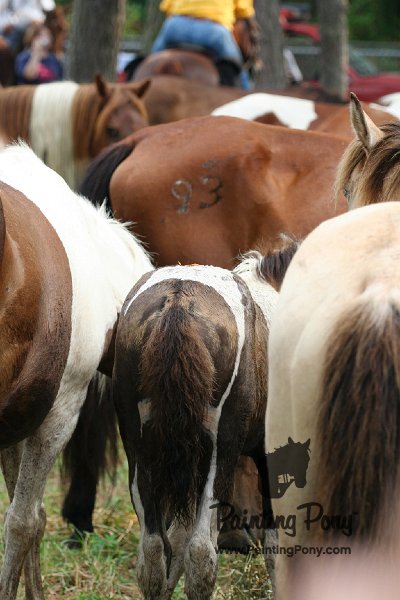 ponypenning08_191.JPG