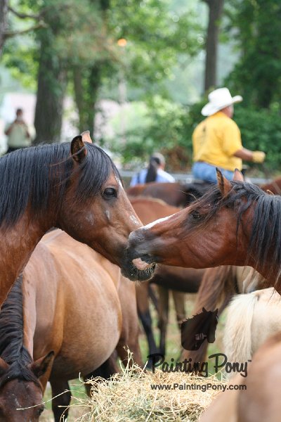 ponypenning08_192.JPG