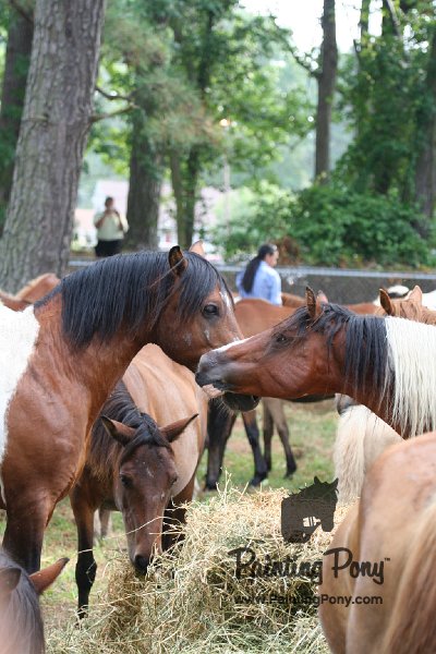 ponypenning08_193.JPG