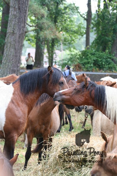 ponypenning08_194.JPG