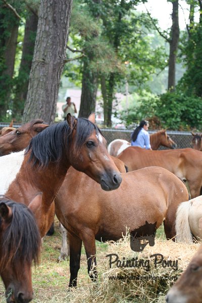 ponypenning08_195.JPG