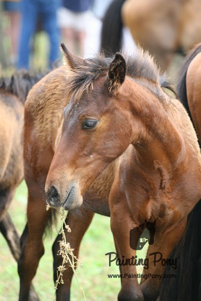 ponypenning08_196.JPG
