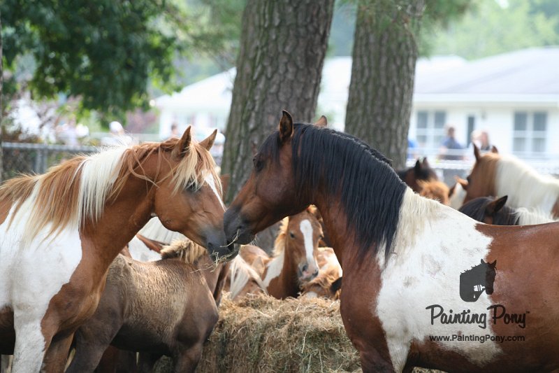 ponypenning08_197.JPG