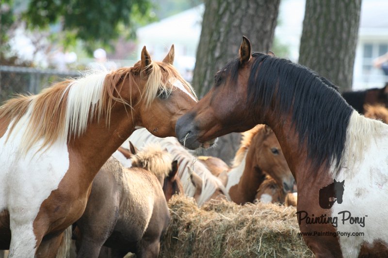 ponypenning08_199.JPG