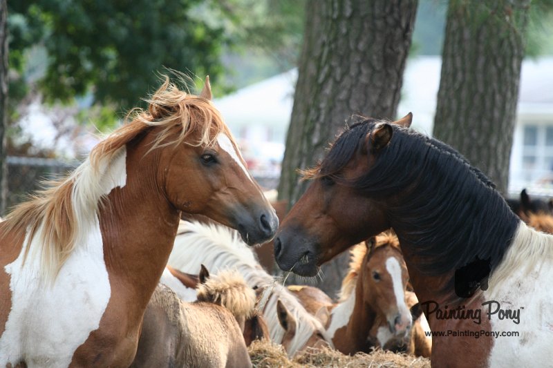 ponypenning08_200.JPG